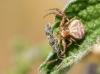 Xysticus sp.